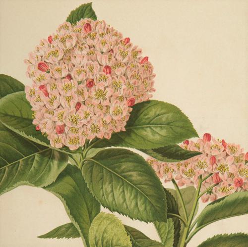 Elegant Pyrus Hosti Chromolithograph. Robinson. 1871-1881. (1 of 3)