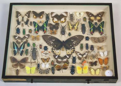 Antique Insect and Butterfly Specimens Collection (1 of 7)