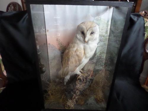 Lovely Barn Owl on a Good Setting & in a good Glass Case - Hand Painted Background (1 of 4) Lovely Barn Owl on a Good Setting & in a good Glass Case - Hand Painted Background (1 of 4)