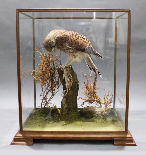 Fine Edwardian Cased Taxidermy Kestrel (1 of 10) Fine Edwardian Cased Taxidermy Kestrel (1 of 10)