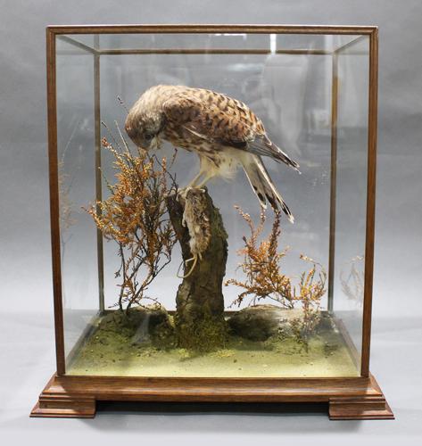 Fine Edwardian Cased Taxidermy Kestrel (1 of 10)