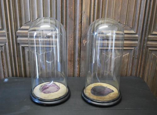 Anique Pair of Glass Domes (1 of 6) Anique Pair of Glass Domes (1 of 6)