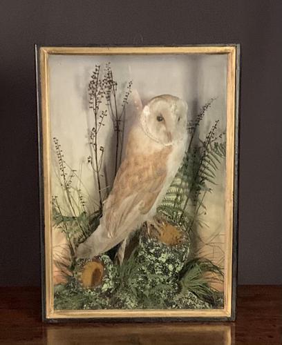 Decorative Cased Taxidermy Barn Owl (1 of 10)