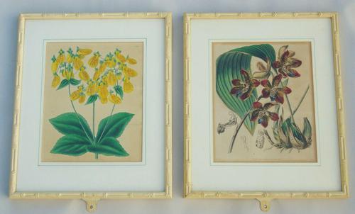 Pair of Antique Hand Coloured Botanical Prints Curtis Swan Botanical Magazine (1 of 8) Pair of Antique Hand Coloured Botanical Prints Curtis Swan Botanical Magazine (1 of 8)