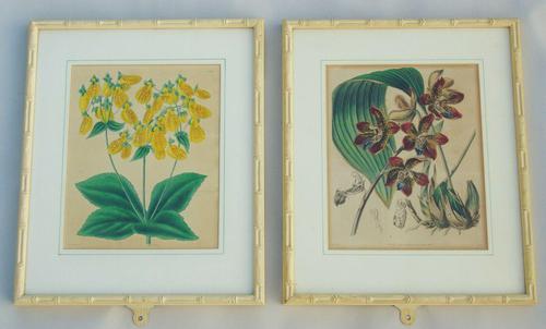 Pair of Antique Hand Coloured Botanical Prints Curtis Swan Botanical Magazine (1 of 8)