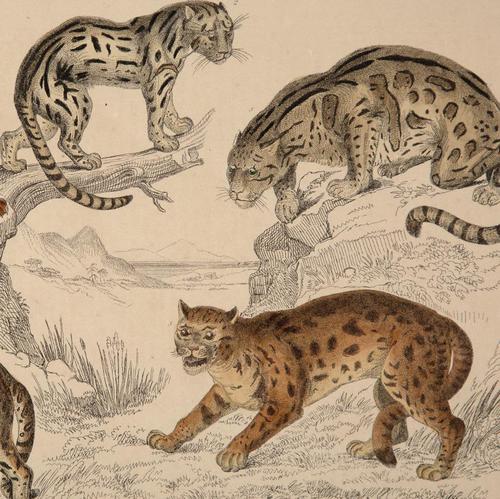Hand Coloured 'Big Cats' Lithograph. Goldsmith 1875 (1 of 4) Hand Coloured 'Big Cats' Lithograph. Goldsmith 1875 (1 of 4)