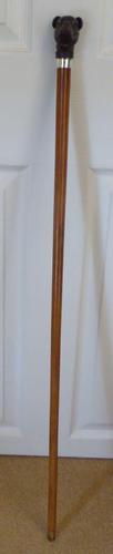 Rare Victorian Bull Dog Walking Stick Cane 1891 Hallmarked Silver Pommel Malacca (1 of 14)