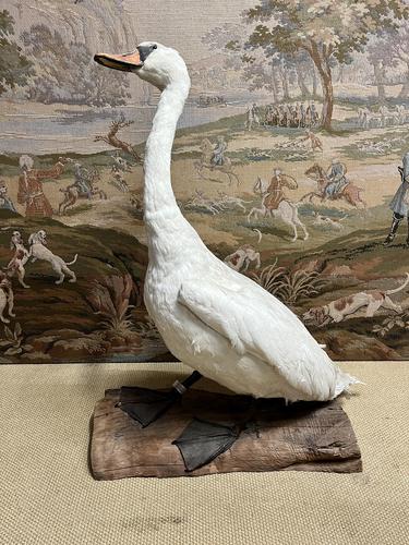 Stunning Large Taxidermy Swan (1 of 6) Stunning Large Taxidermy Swan (1 of 6)