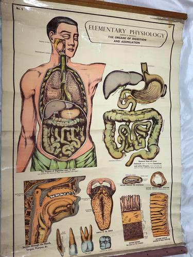 Vintage Medical Anatomical Elementary Physiology Chart Poster Early Arnold No 5 (1 of 19) Vintage Medical Anatomical Elementary Physiology Chart Poster Early Arnold No 5 (1 of 19)