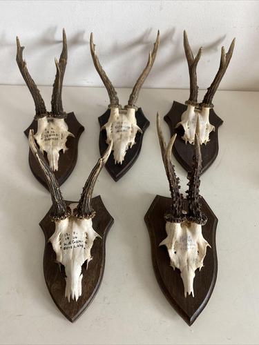 Set of Five Mini Antler Horns, Taxidermy on Wooden Mounts (1 of 12) Set of Five Mini Antler Horns, Taxidermy on Wooden Mounts (1 of 12)