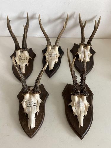 Set of Five Mini Antler Horns, Taxidermy on Wooden Mounts (1 of 12)