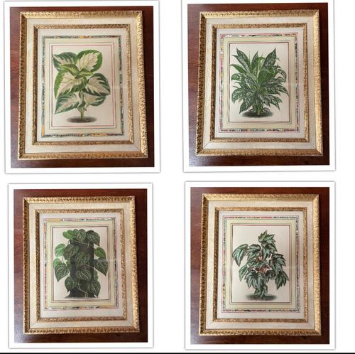 Set of Attractive Botanical Prints (1 of 5)