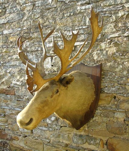 Victorian Taxidermy Caribou Head Mount (1 of 6)