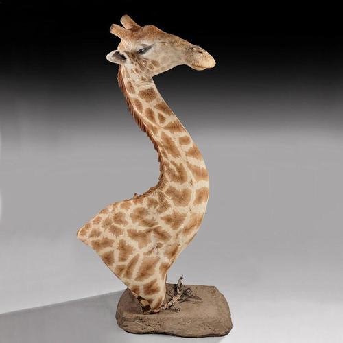 Rare And Extremely Well Prepared Late 20th Century Taxidermy African Bull Giraffe (1 of 14) Rare And Extremely Well Prepared Late 20th Century Taxidermy African Bull Giraffe (1 of 14)
