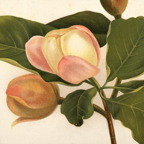 Magnolia Parviflore Chromolithograh. Robinson. 1871-1881 (1 of 3) Magnolia Parviflore Chromolithograh. Robinson. 1871-1881 (1 of 3)