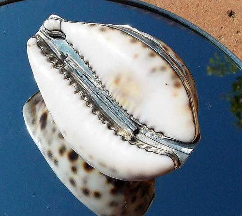 Rare Georgian Solid Silver Mounted Scottish Tiger Cowrie Shell Snuff Box (1 of 11) Rare Georgian Solid Silver Mounted Scottish Tiger Cowrie Shell Snuff Box (1 of 11)