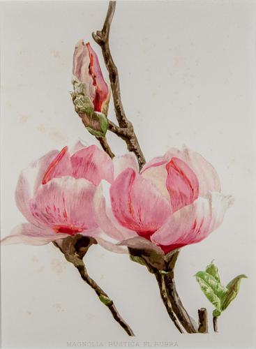 Sublime Magnolias Chromolithograph 1903 (1 of 4) Sublime Magnolias Chromolithograph 1903 (1 of 4)