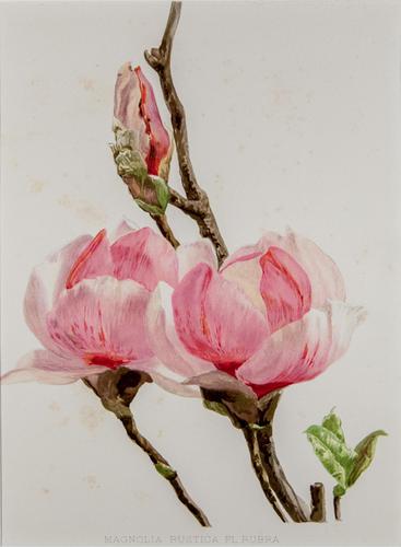 Sublime Magnolias Chromolithograph 1903 (1 of 4)