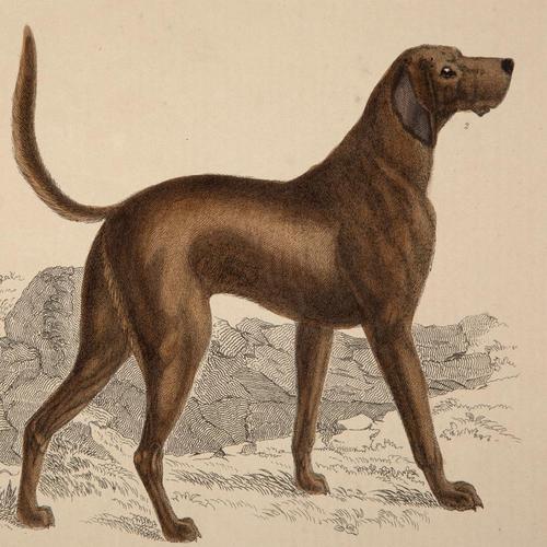 Hand Coloured 'Hound' Lithograph. Goldsmith 1875 (1 of 4)