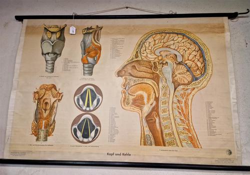 Vintage Head & Throat Anatomy Roll Down Anatomical Wall Chart c.1955 (1 of 7)