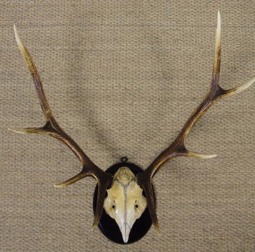 Antique Antlers on Shield (1 of 5) Antique Antlers on Shield (1 of 5)