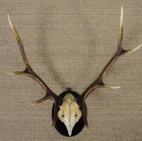 Antique Antlers on Shield (1 of 5)