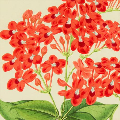 Vibrant 'Eranthemum Chinnabarinium' Chromolithograph 1871-1881 (1 of 4) Vibrant 'Eranthemum Chinnabarinium' Chromolithograph 1871-1881 (1 of 4)