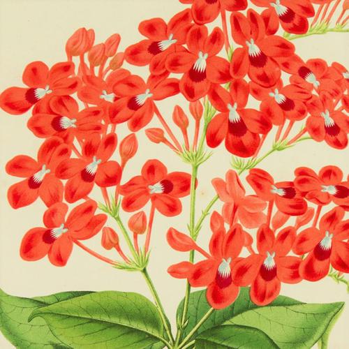 Vibrant 'Eranthemum Chinnabarinium' Chromolithograph 1871-1881 (1 of 4)