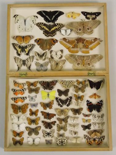 Antique Butterfly & Moth Cased Specimen Collection (1 of 8)