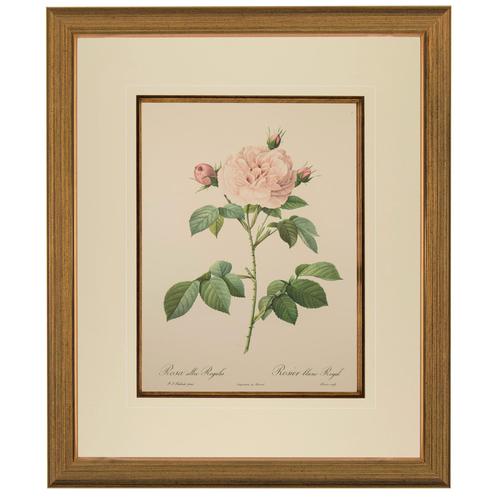 Rosa Alba Regalis Lithograph. After Pierre-Joseph Redoute. 1951 (1 of 4) Rosa Alba Regalis Lithograph. After Pierre-Joseph Redoute. 1951 (1 of 4)