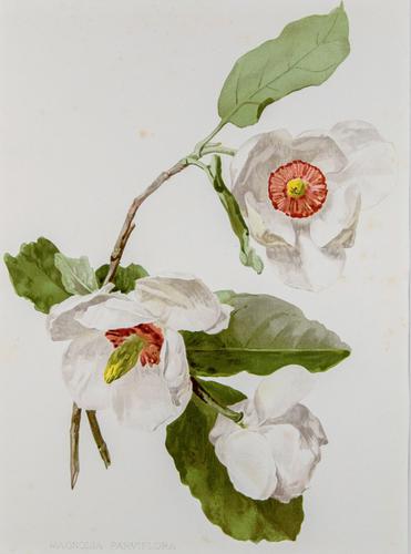Beautiful 'White Magnolias' Chromolithograph. Henry G Moon. 1903 (1 of 4) Beautiful 'White Magnolias' Chromolithograph. Henry G Moon. 1903 (1 of 4)