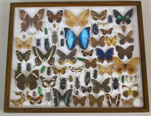 Good Antique Butterfly & Insect Specimens Collection (1 of 8)