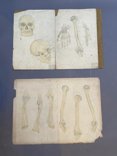 Anatomical Studies (1 of 11) Anatomical Studies (1 of 11)