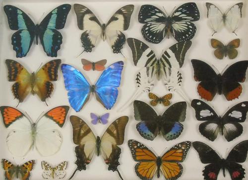 Antique Specimen Butterfly Case (1 of 7)