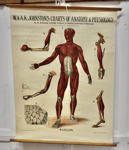 Large University Anatomical Chart “Muscles” by Turner (1 of 7) Large University Anatomical Chart “Muscles” by Turner (1 of 7)
