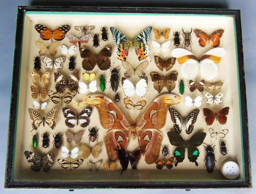 Large Antique Specimen Butterfly & Insect Case (1 of 10) Large Antique Specimen Butterfly & Insect Case (1 of 10)