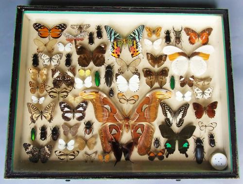 Large Antique Specimen Butterfly & Insect Case (1 of 10)