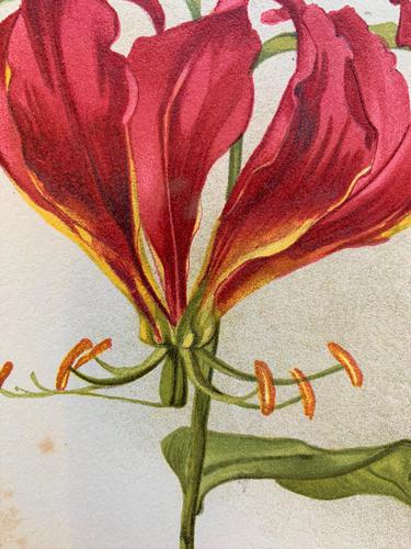 Beautiful 'Gloriana Rothschildiana' Rare Chromolithograph 1903 (1 of 4) Beautiful 'Gloriana Rothschildiana' Rare Chromolithograph 1903 (1 of 4)