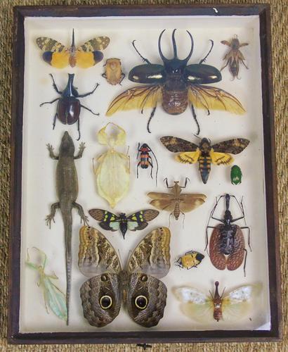 Fabulous Antique Collection Cased Insect & Butterfly Specimens (1 of 7)