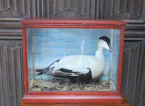 Taxidermy Eider Duck in Case (1 of 5)