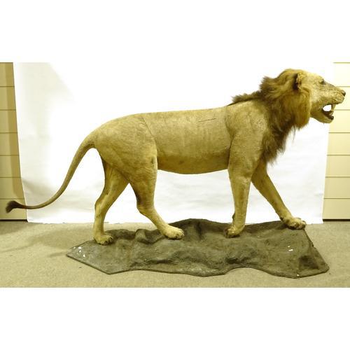 Taxidermy - Lion, Early 20th Century, on Naturalistic Base (1 of 2)