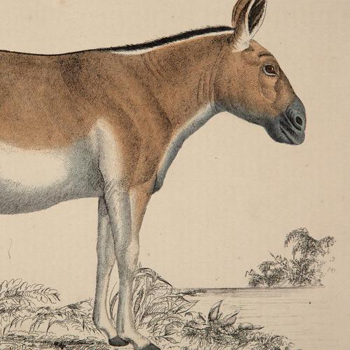 Hand Coloured 'Kiang' Lithograph. Goldsmith 1875 (1 of 4)