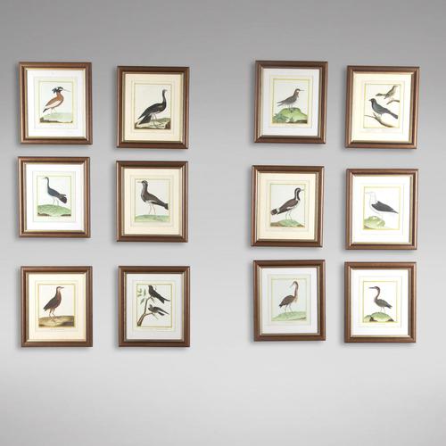 Set of Twelve Bird Hand Coloured Engravings by Martinet (1 of 5) Set of Twelve Bird Hand Coloured Engravings by Martinet (1 of 5)