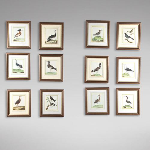 Set of Twelve Bird Hand Coloured Engravings by Martinet (1 of 5)