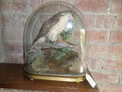 Great Specimen of the Victorian Art of Taxidermy.  Late Victorian (1 of 5)