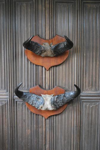 Pair of Cape Buffalo Horn Trophies on Shields (1 of 10)