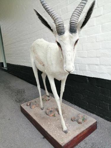 Taxidermy: An African Antelope (1 of 7) Taxidermy: An African Antelope (1 of 7)