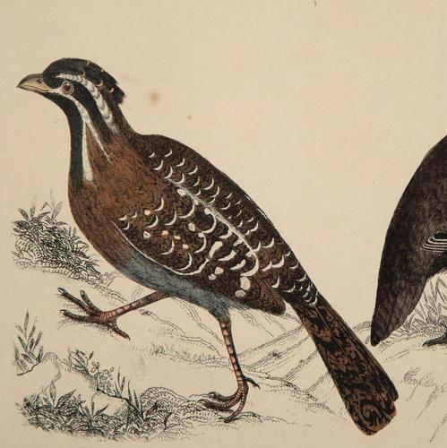 Hand Coloured 'Ground Bird One' Lithograph. Goldsmith 1875 (1 of 4) Hand Coloured 'Ground Bird One' Lithograph. Goldsmith 1875 (1 of 4)