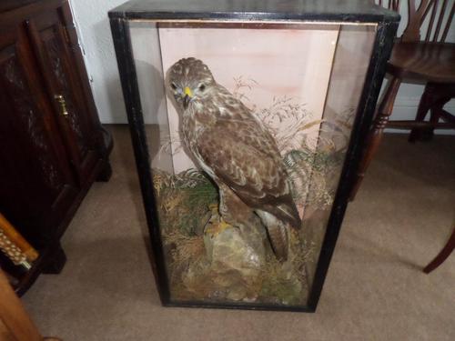 Magnificent Taxidermist's Display of a Buzzard in a Glass Case -  Late Victorian (1 of 6)