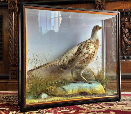 By Hutchings Of Aberystwyth - A Fine Quality Taxidermy Cased Hen Pheasant (1 of 10) By Hutchings Of Aberystwyth - A Fine Quality Taxidermy Cased Hen Pheasant (1 of 10)